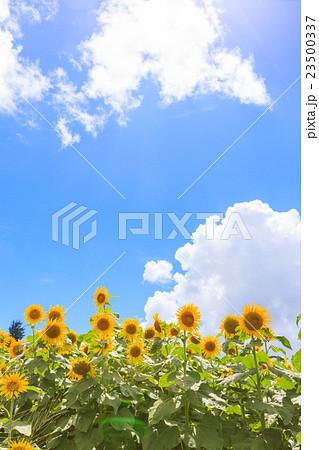 沖縄 南風原 向日葵畑 沖縄 南風原 向日葵畑 23500337