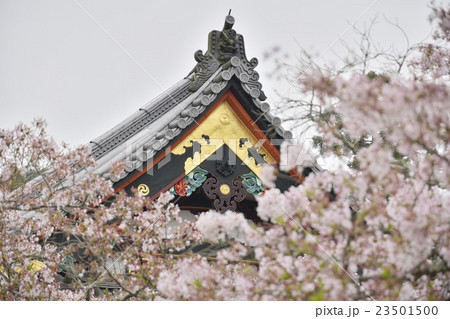 毘沙門堂 京都 山科 桜 毘沙門堂 京都 山科 桜 23501500