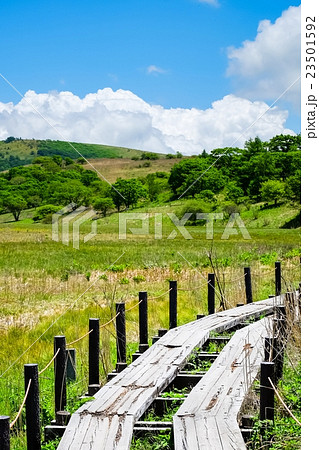 八島ヶ原湿原 (27) 八島ヶ原湿原 (27) 23501592
