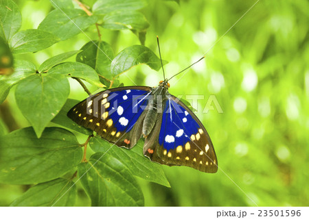 オオムラサキ 23501596