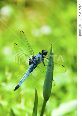 トンボ トンボ 23501597