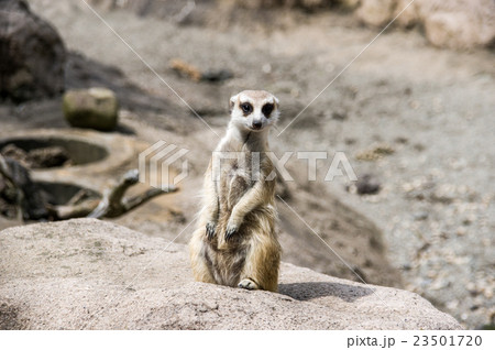 富士サファリパーク｜ミーアキャット 23501720