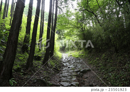 雨の箱根旧街道石原坂 23501923
