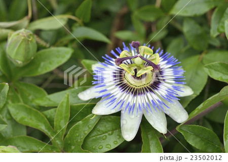 パッションフラワー 23502012