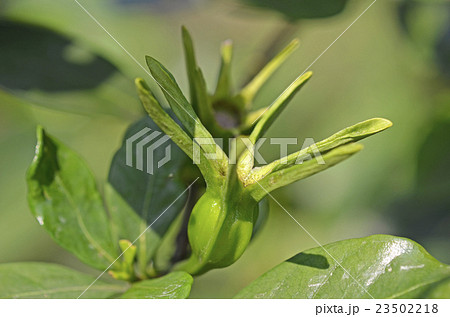 くちなしの若い実 23502218
