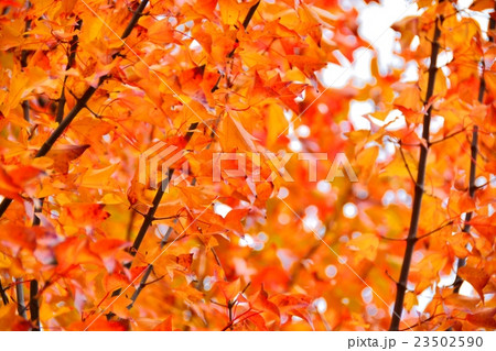 トウカエデの紅葉 トウカエデの紅葉 23502590