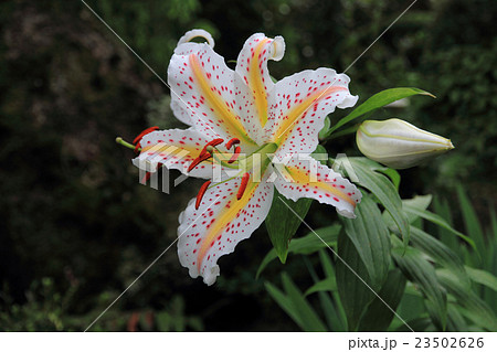 ヤマユリの花 ヤマユリの花 23502626