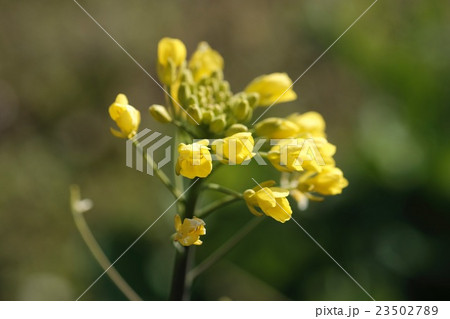 野原の菜の花 23502789