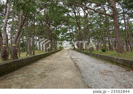 座喜味城跡へ続く松並木、読谷村、沖縄 23502844