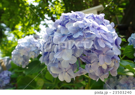 紫陽花 紫陽花 23503240