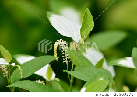 ハンゲショウ 23503270