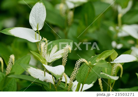 ハンゲショウ ハンゲショウ 23503271