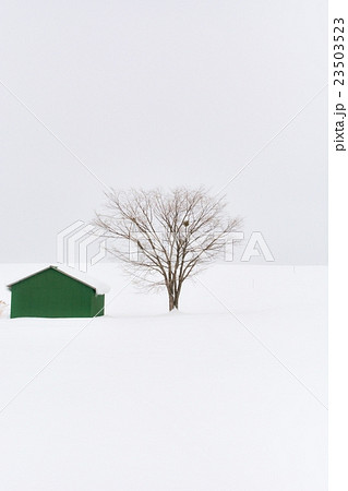 美瑛・冬 (184) 23503523