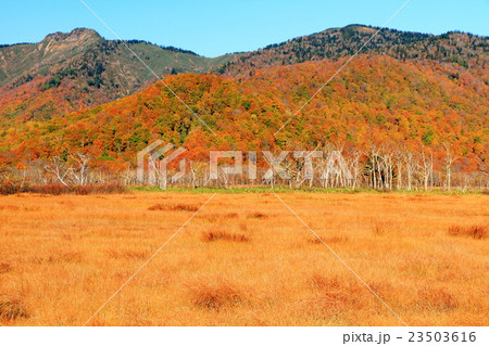 草紅葉の尾瀬ヶ原と紅葉の景鶴山 23503616