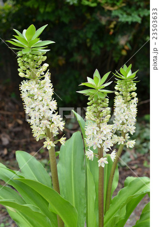 パイナップルリリー 23503633