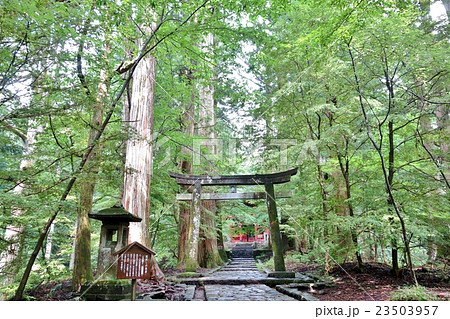 運試しの鳥居 滝尾神社 運試しの鳥居 滝尾神社 23503957