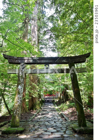 運試しの鳥居　滝尾神社 23503961