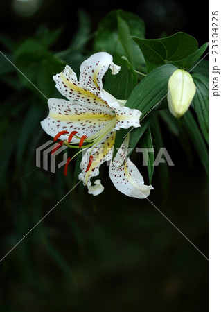 自然　植物　ヤマユリ、日本特産種。茎先に二十センチを超える豪華な花を咲かせます 23504228