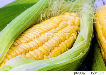 corn on a white background 23504682