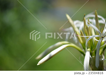ハマユウの花 23504816