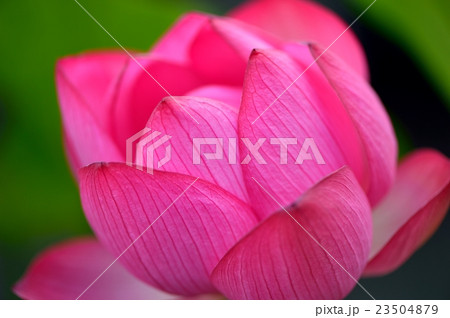 蓮の花 蓮の花 23504879