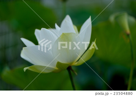 蓮の花 23504880