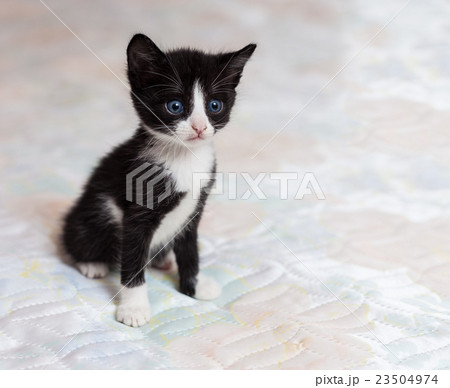 Small black-white kitten on a background Small black-white kitten on a background 23504974