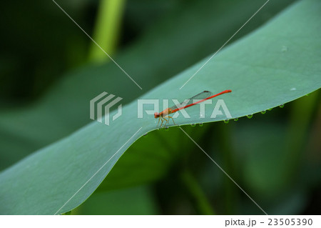 ベニイトトンボ 23505390