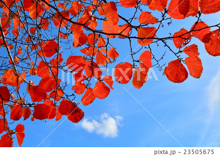 ベニバナマンサクの紅葉 23505675