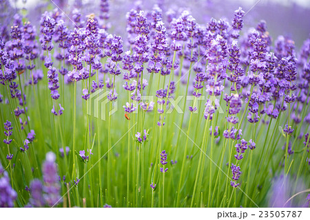 Meadow of lavender. Nature composition. Meadow of lavender. Nature composition. 23505787