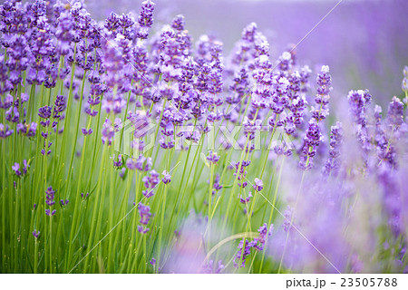 Meadow of lavender. Nature composition. Meadow of lavender. Nature composition. 23505788