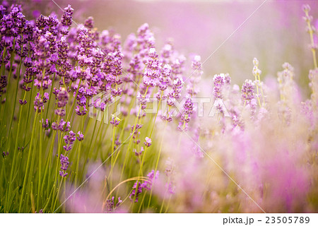 Meadow of lavender. Nature composition. 23505789