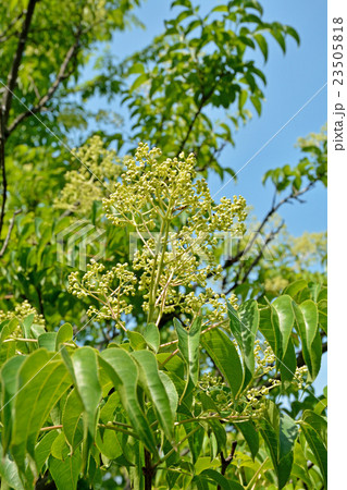 樹木：ゴンズイ　ミツバウツギ科 23505818