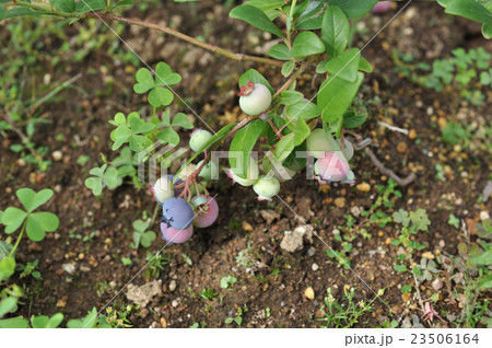 初心者の家庭菜園 ブルーベリー栽培の写真素材