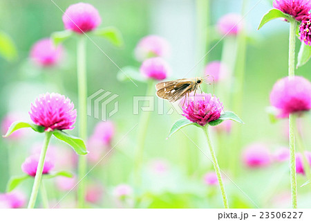 千日紅の蜜を吸うセセリ蝶 千日紅の蜜を吸うセセリ蝶 23506227