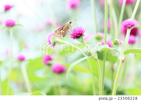 千日紅の蜜を吸うセセリ蝶 23506228