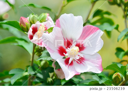 満開のムクゲ 満開のムクゲ 23506239