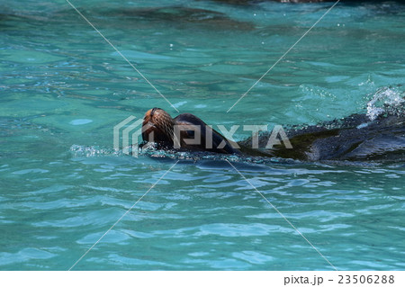 アシカ 天王寺動物園 アシカ 天王寺動物園 23506288