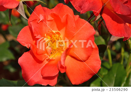 樹木:バラ (プリンセスミチコ) バラ科 樹木:バラ (プリンセスミチコ) バラ科 23506290