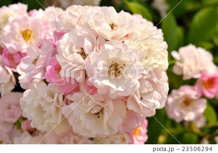 樹木：バラ　(ユリイカ)　バラ科 23506294