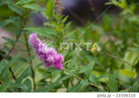 ホザキシモツケ 23506310