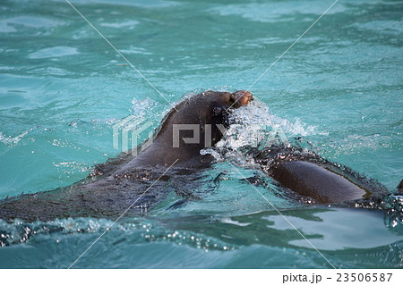 アシカ_天王寺動物園 23506587