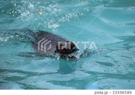 アシカ_天王寺動物園 アシカ_天王寺動物園 23506589