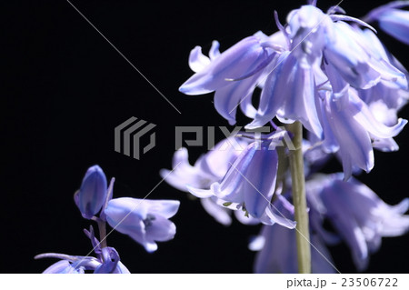 シラー・カンパヌラータ 23506722