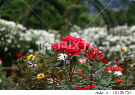 バラ園　（薔薇園） 23506759
