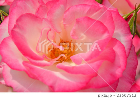 樹木:バラ (ニコル) バラ科 樹木:バラ (ニコル) バラ科 23507512