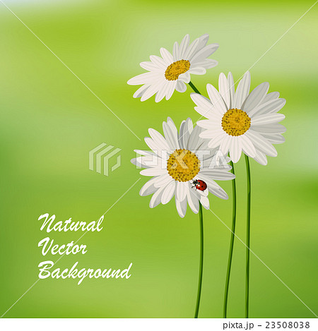 Natureal summer background Natureal summer background 23508038