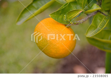 クネンボの果実 23508065