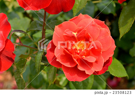樹木:バラ (ホットココア) バラ科 樹木:バラ (ホットココア) バラ科 23508123