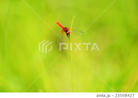 ハッチョウトンボ ハッチョウトンボ 23508427